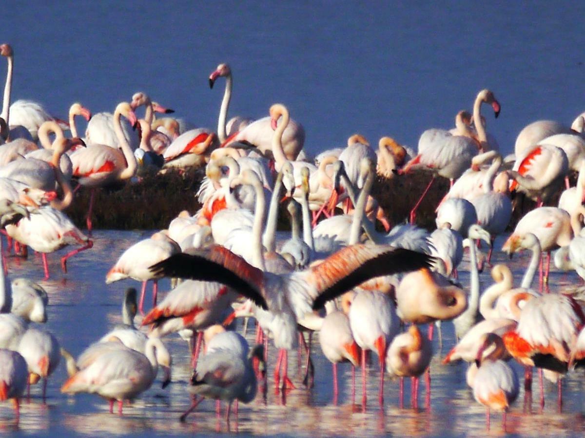 Appartamento Res. Mare - Corallo 31 Lido delle Nazioni Esterno foto